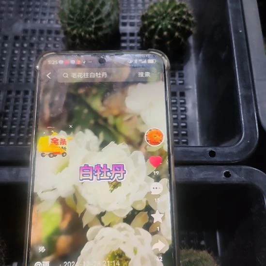 仙人球丽花白牡丹侧芽