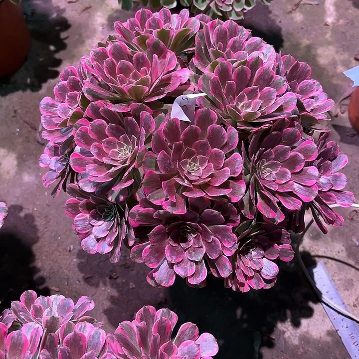 半***缘多肉植物霁月00550
