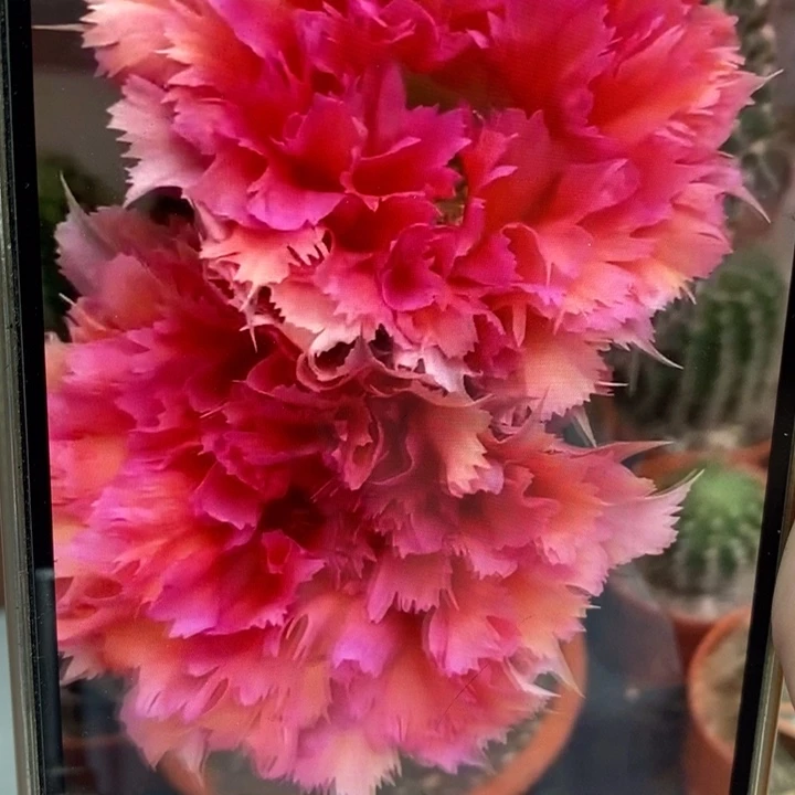 香羽毛2号和67号带根5公分左右