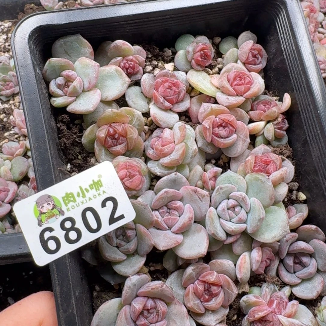 Q***笑多肉植物多肉植物