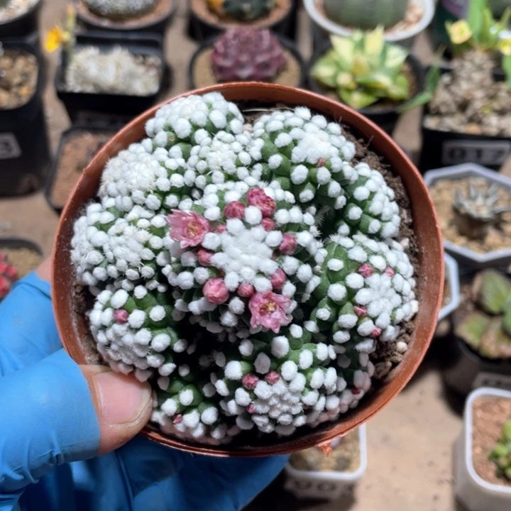 B****m124大盆明日香姬