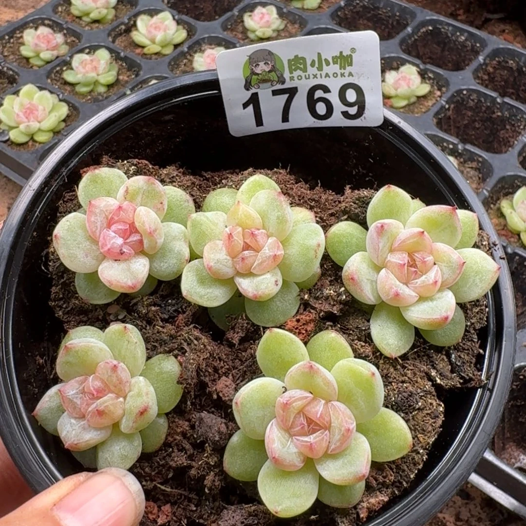 多肉植物多肉植物