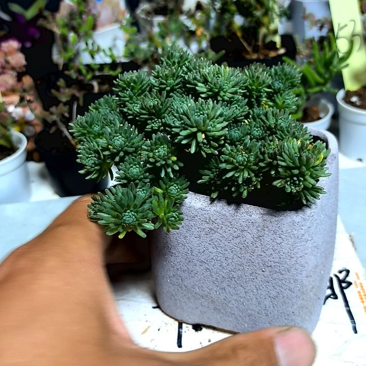 满9元包邮，，大颗爆头球松