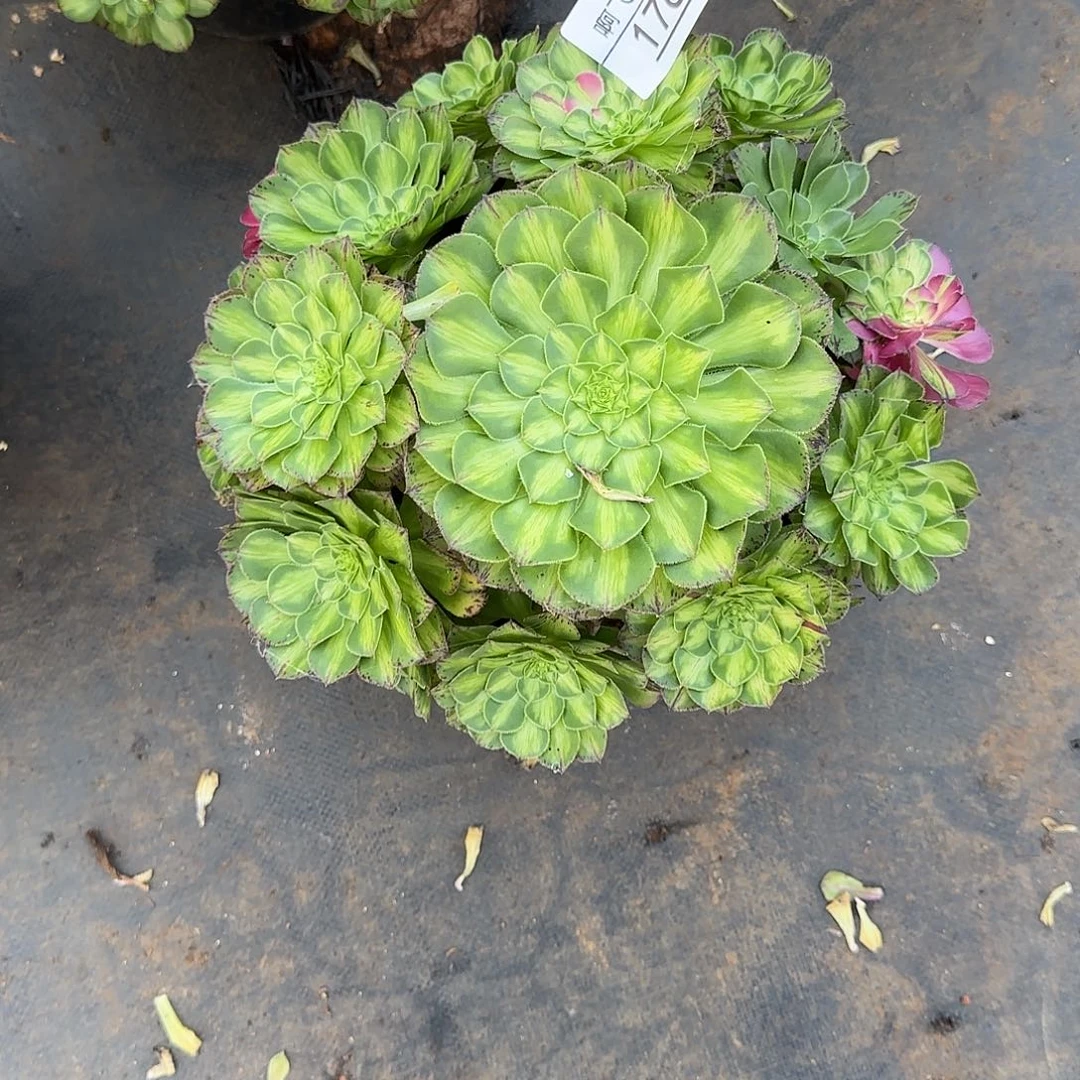 176多肉 知否福利法师