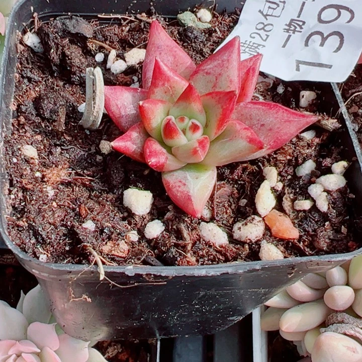 乌木锦多肉植物1396