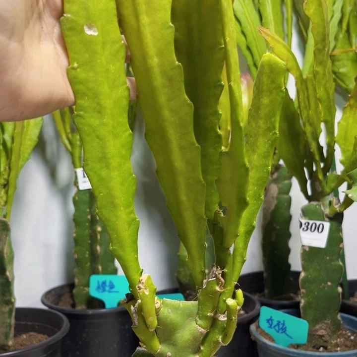 当前无花栽培后可以开花302