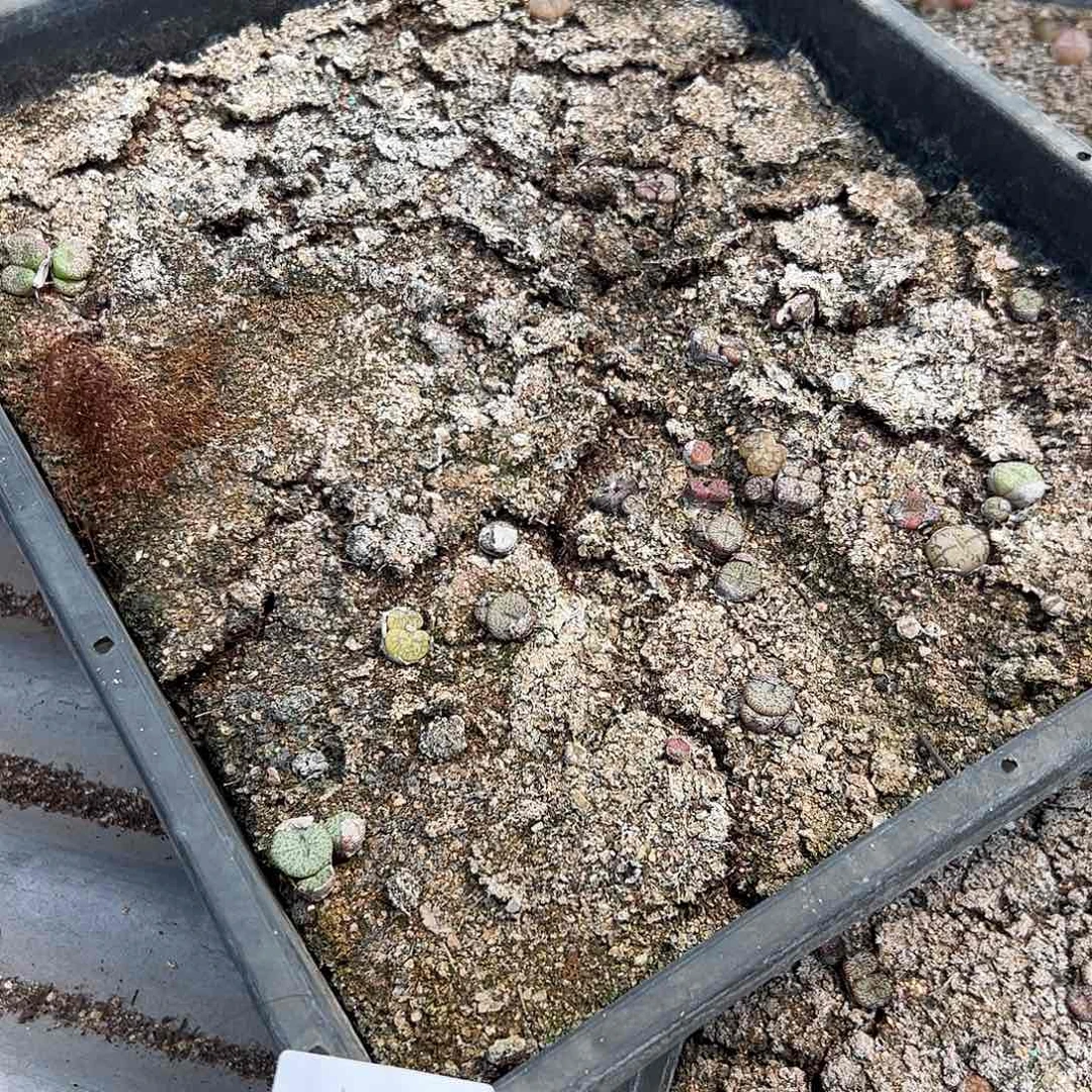 清框脱土发无售后750