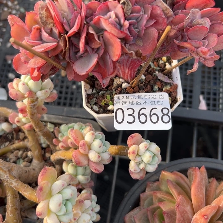 幸运儿的故事也是幸运