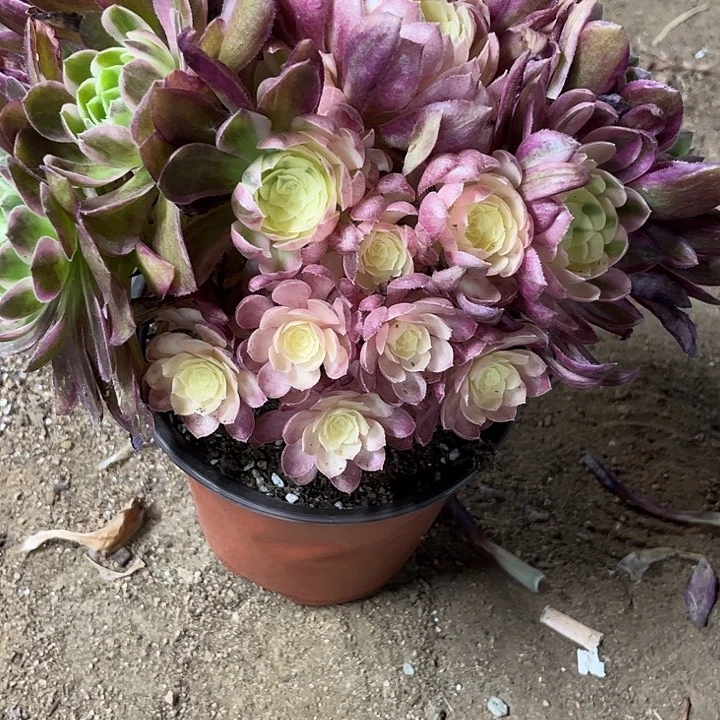 多肉植物海仙锦。