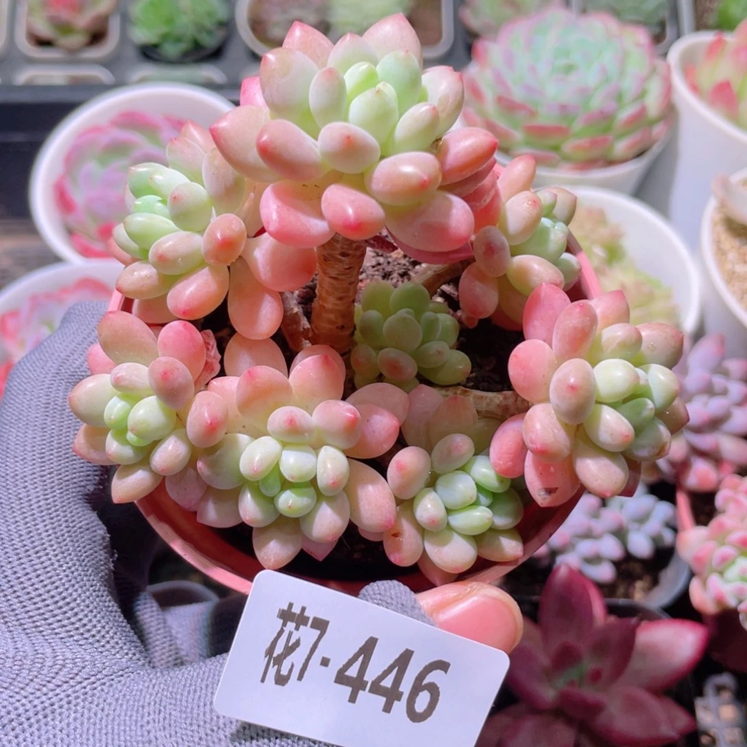 花利美7-446洛可可