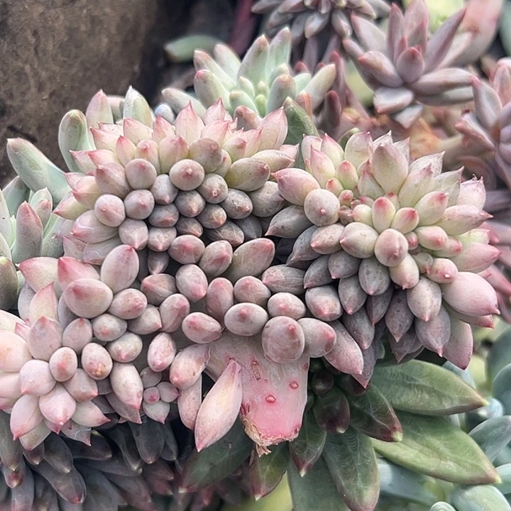 流沙虞美人缀特价