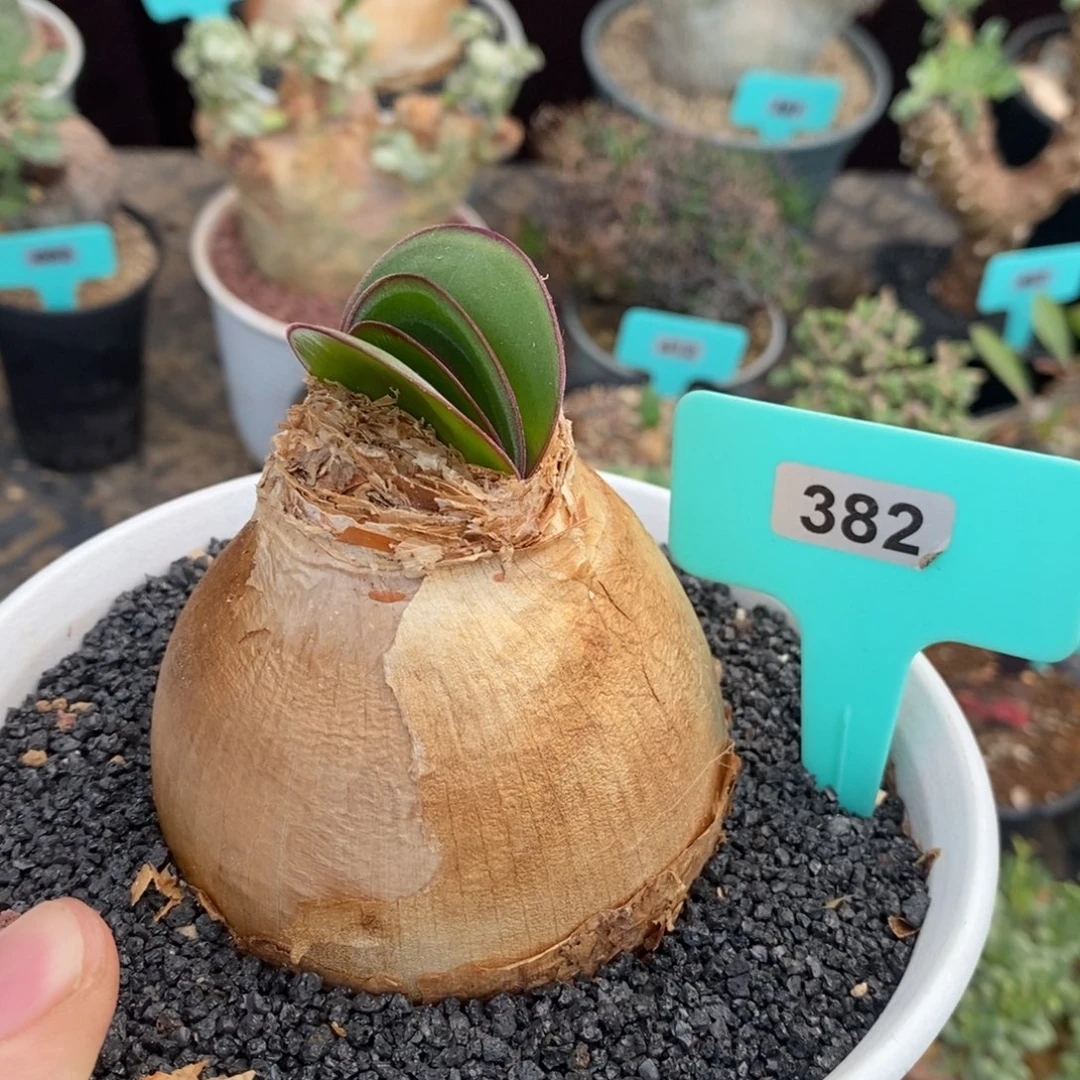 灯台百合一个多肉