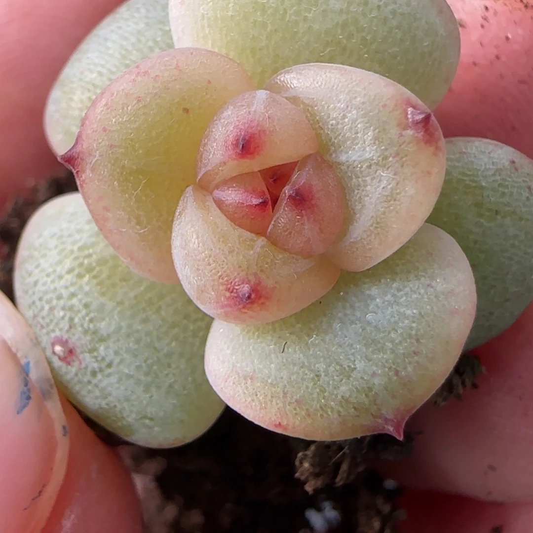 绝绝子多肉植物一颗