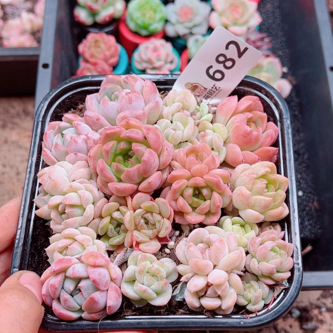 多肉植物多肉植物