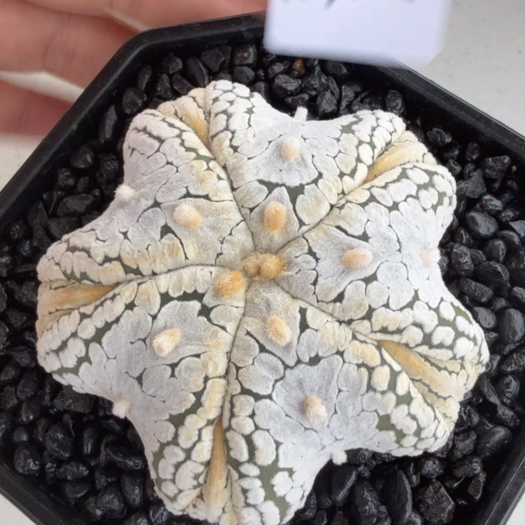 小***好无花朵小美好浓白五复棱