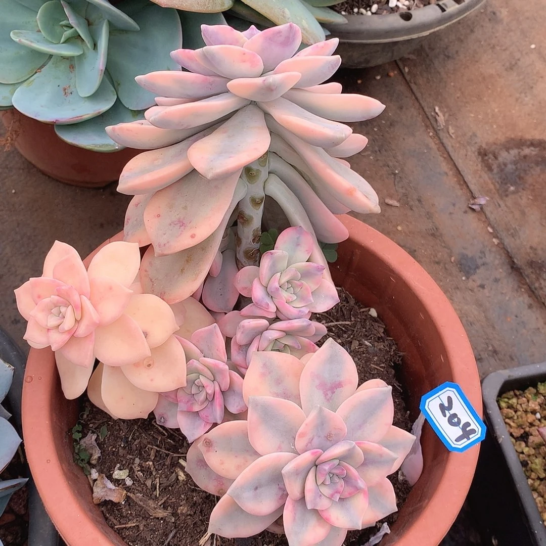 204紫乐锦一物一拍多肉