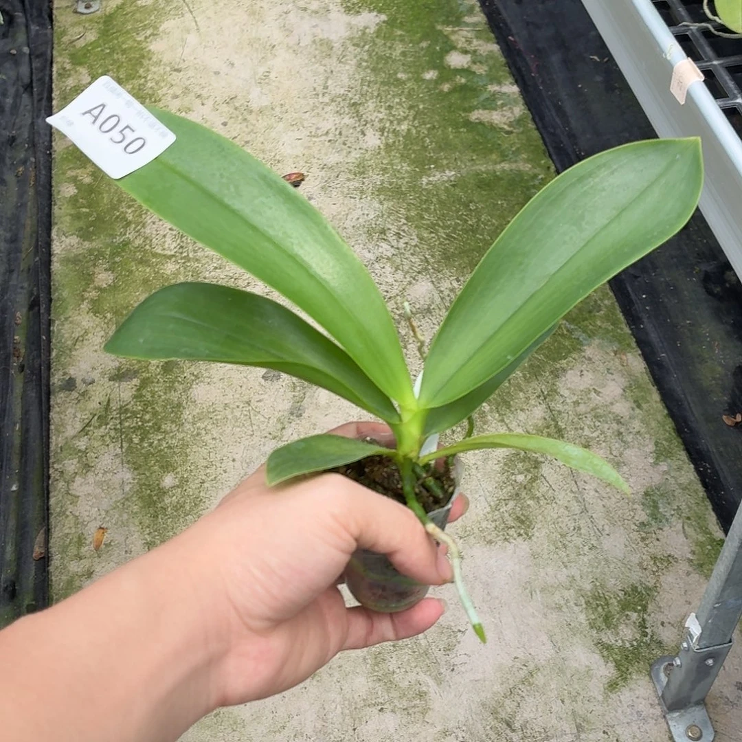 当前无花朵，栽培后可花朵A050yss1216美丽路德兄弟交