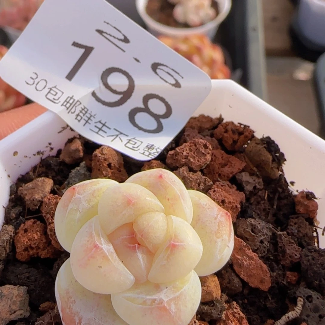 冰玉单头一颗脱土发货