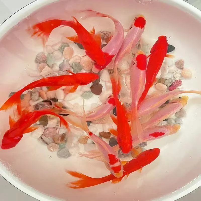 【冷链包邮7-9厘米15条大尺寸火焰红金鱼冷水观赏鱼新手好养耐活