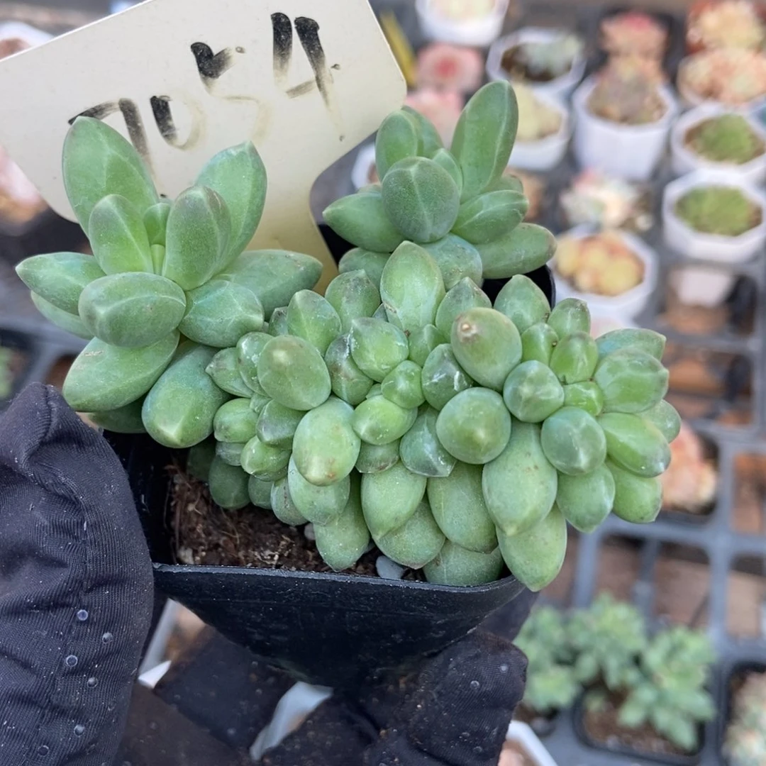 7054千代田缀多肉植物