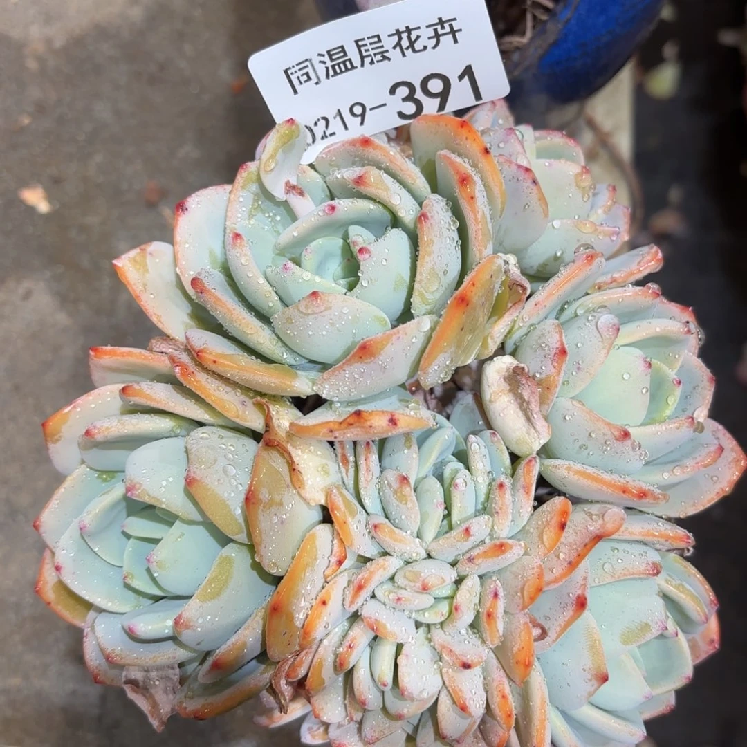 同温层多肉391白月光坠