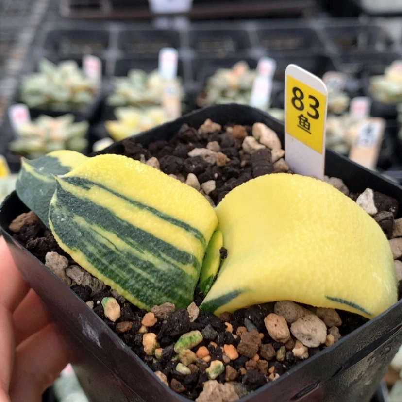 【闪购商品】83蜗牛
