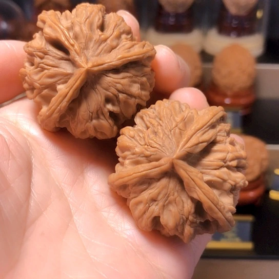 野生小众：骨王三棱