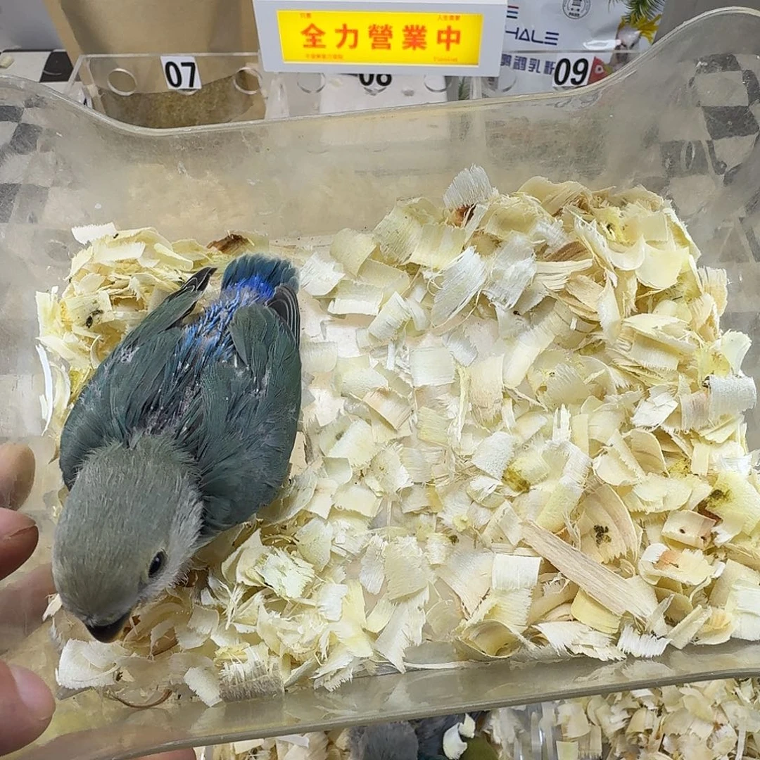 桃脸牡丹鹦鹉牡丹鹦鹉绿金顶包邮包活