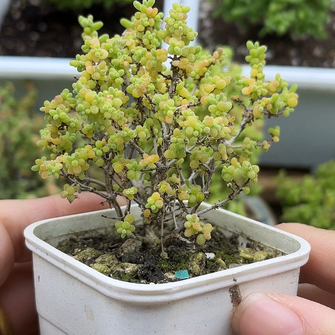 10小小米优选枝干番杏