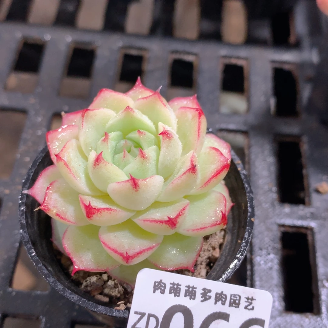 肉萌萌拇指盆精控多肉ZD066