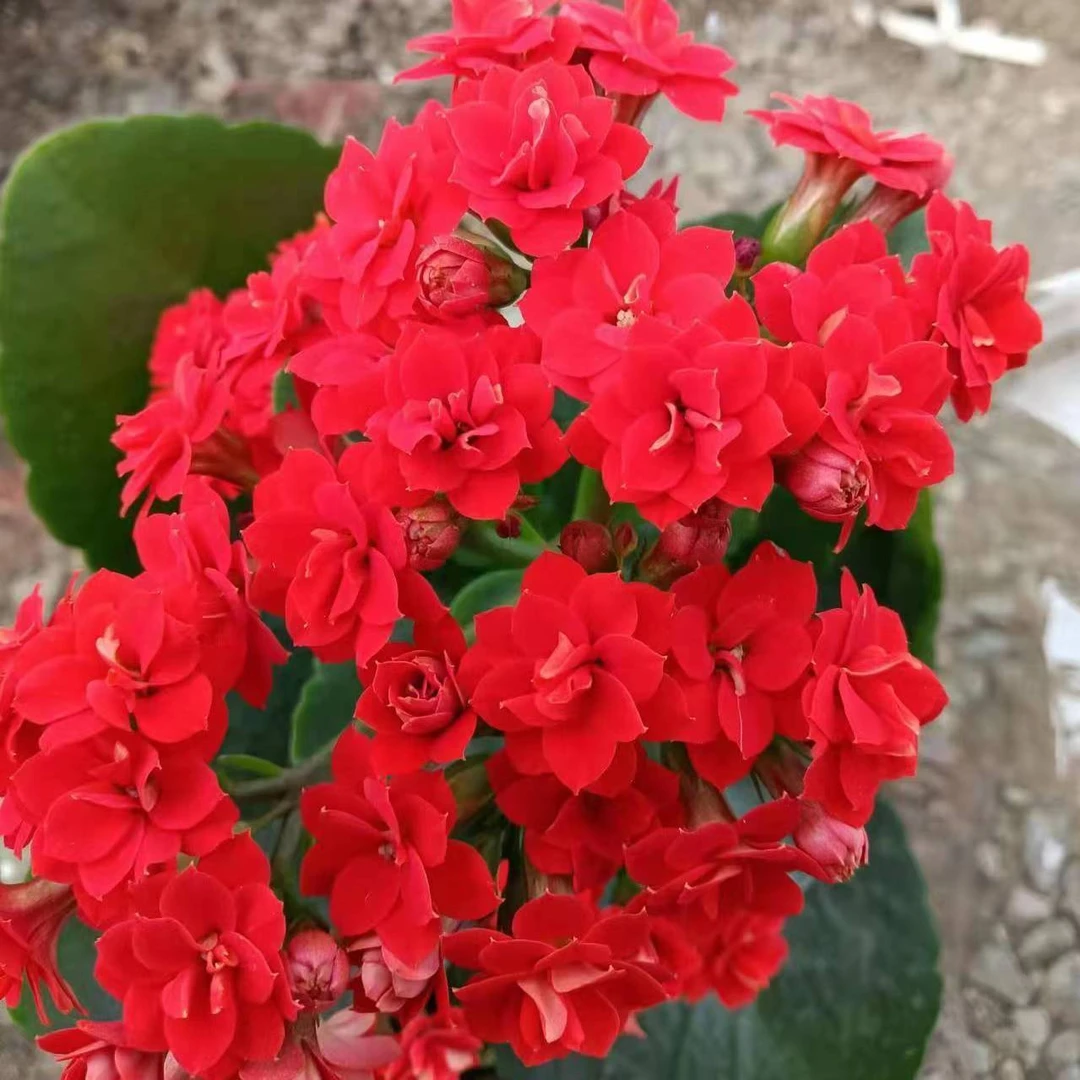 开放长寿新娘  长寿花网红爆款品种不售后