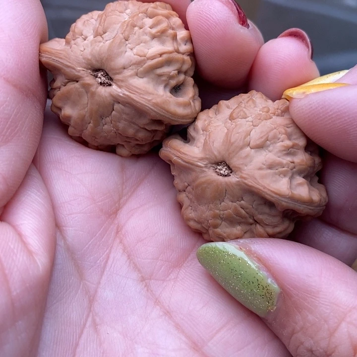 核桃小金鱼34尺核桃