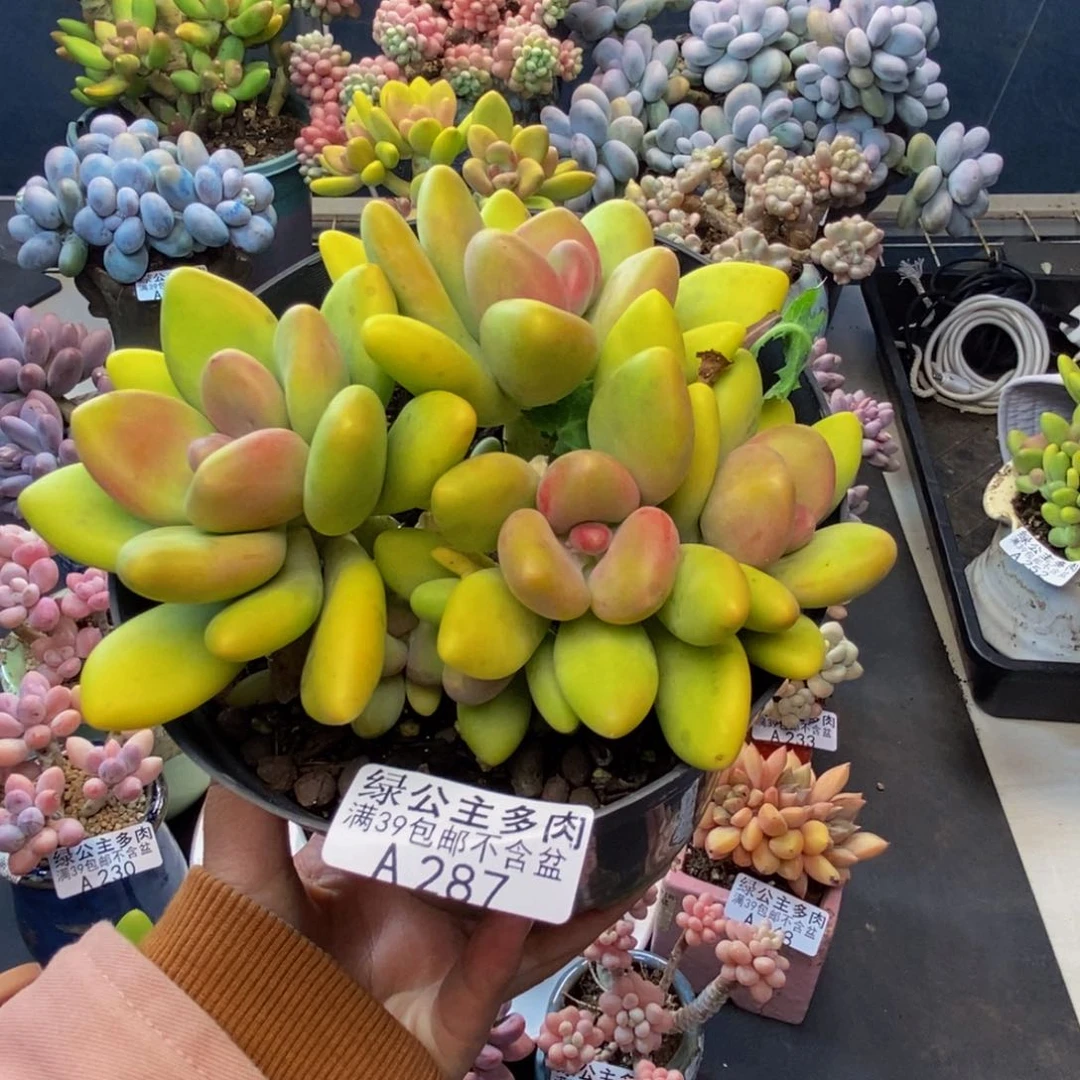 287芒果奶多肉12c m