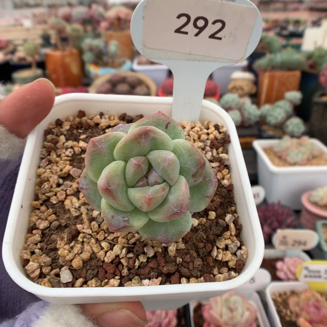 292冰玉石化多肉植物