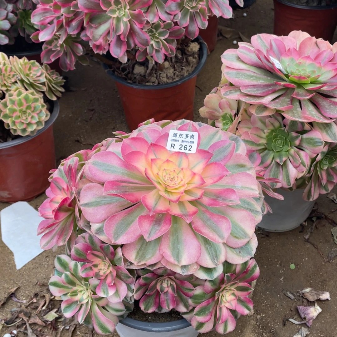 262倾城多肉法师断枝不包