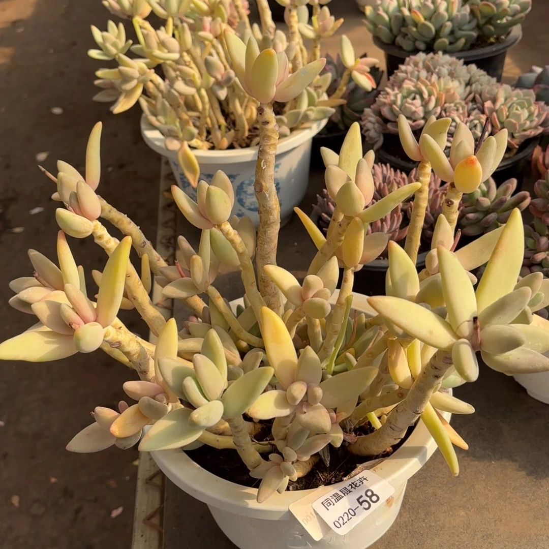 同温层多肉香蕉美人58