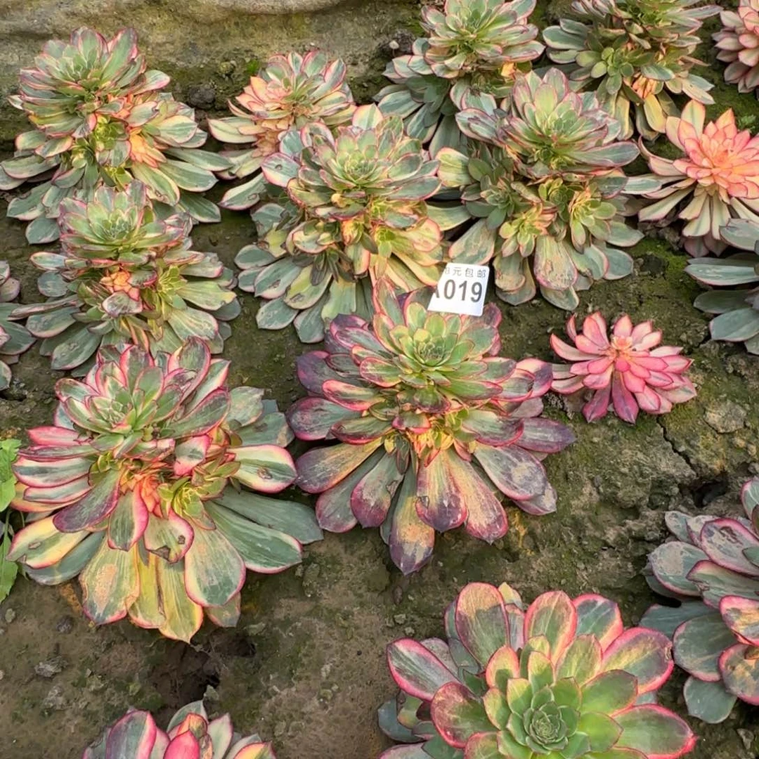 茶*缘019号一物一拍黑魔锦寄养几天