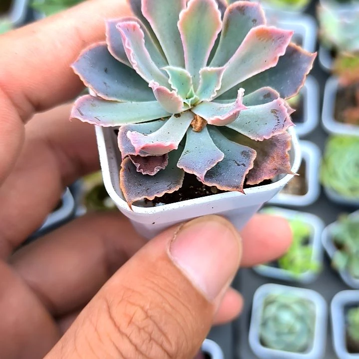 晚霞之舞，满7元包邮