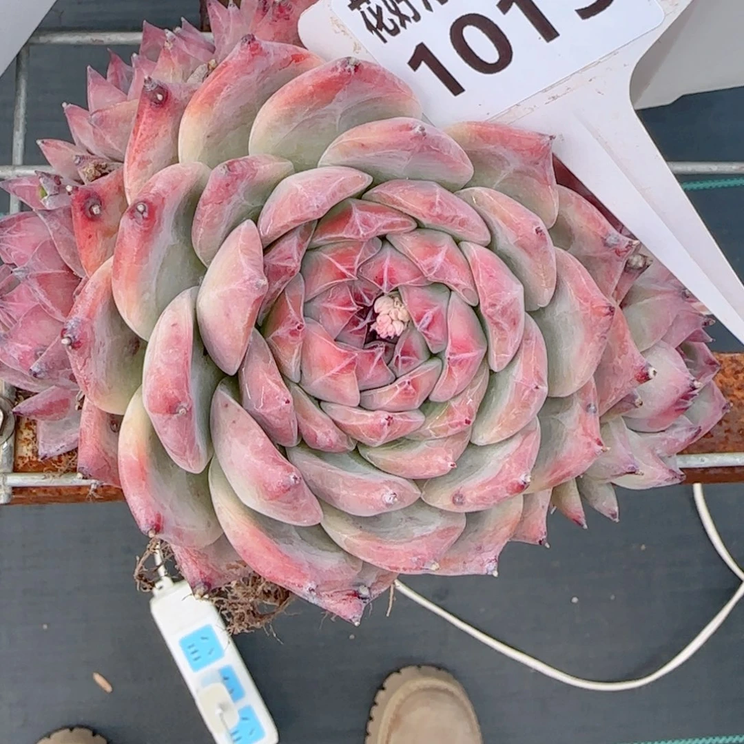 妞*熊多肉植物1015……………