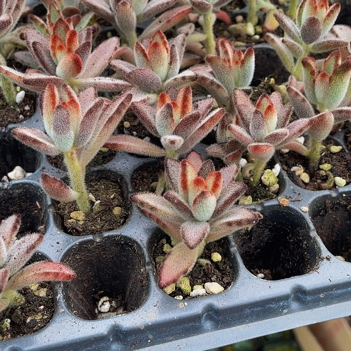 小灰兔1元带土发货