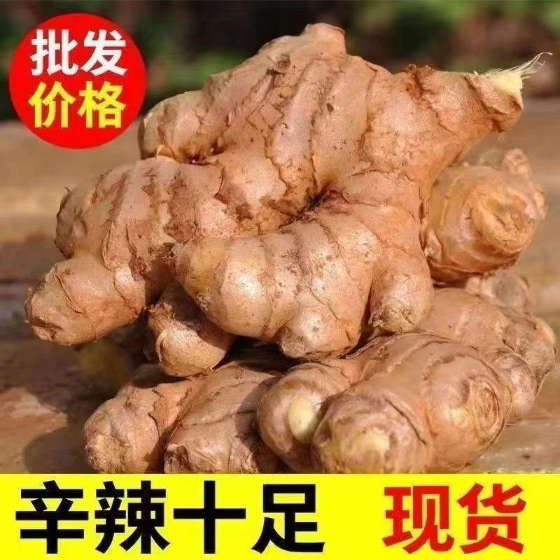 姜新高山老姜姜香浓郁产地直发
