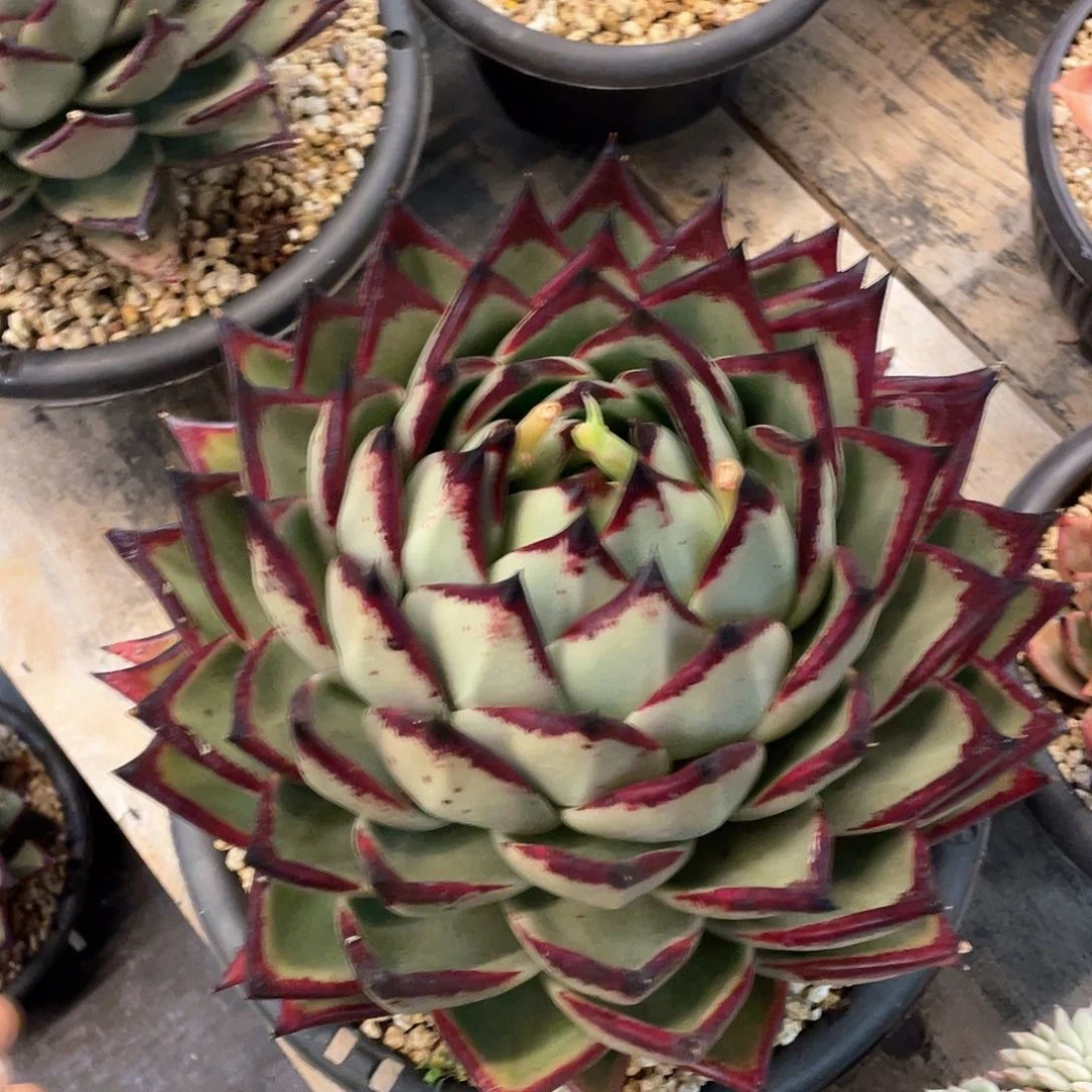 慧多肉植物一物一拍