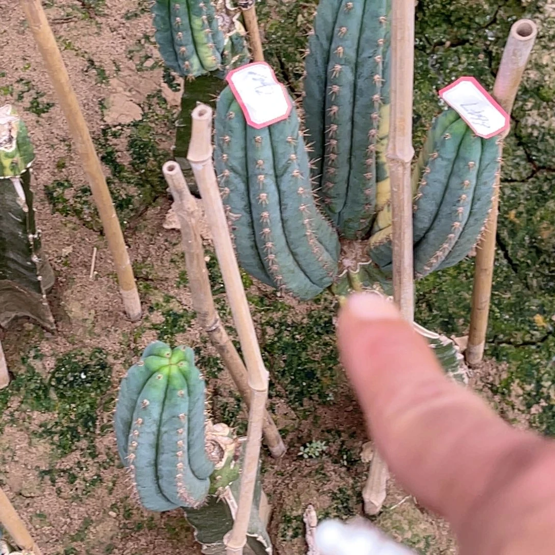 七***虹多闻柱 3颗 无根侧芽