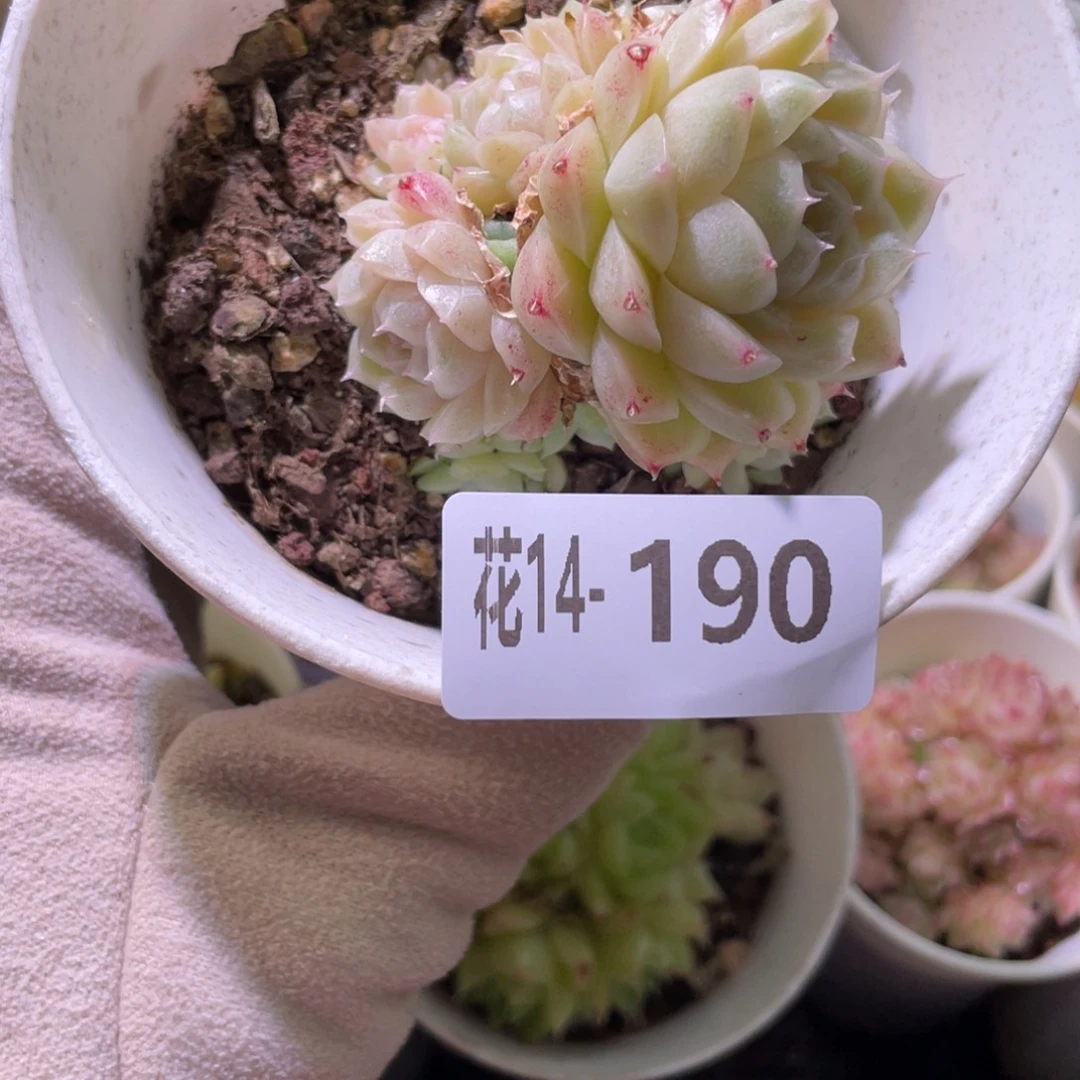 花利美14-190麦秆群