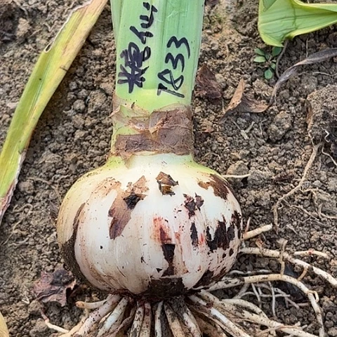 棒***ㄣ糖果仙女9左右带工7833