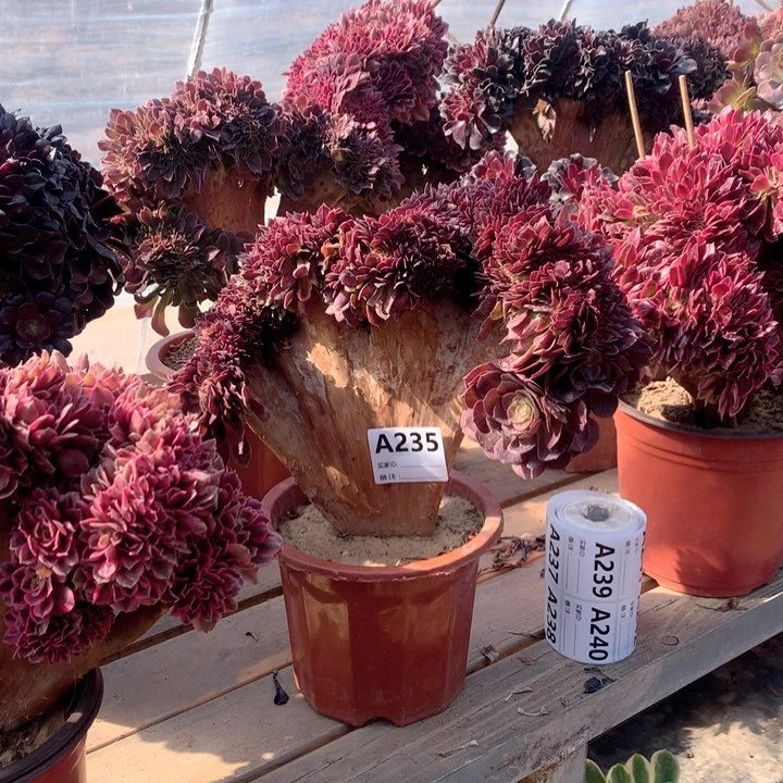 235万圣节缀多肉法师