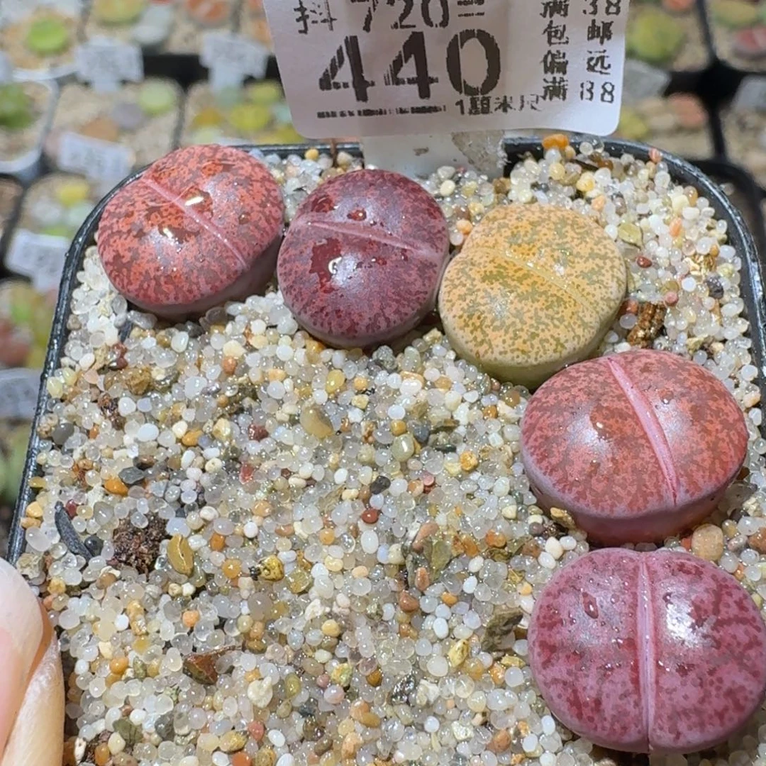 Sss清仓便宜出440