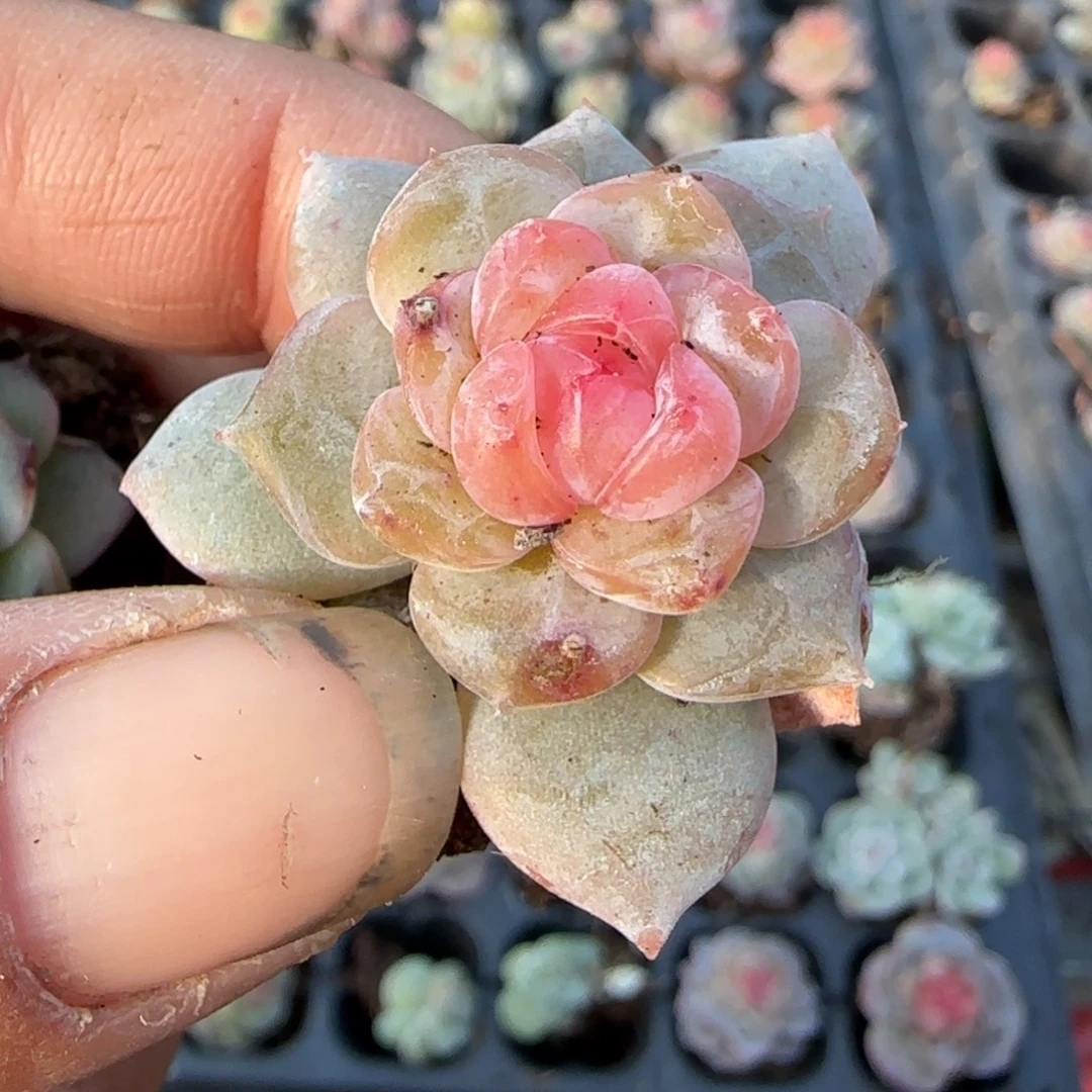 多肉小卡拉米糖心一物一拍