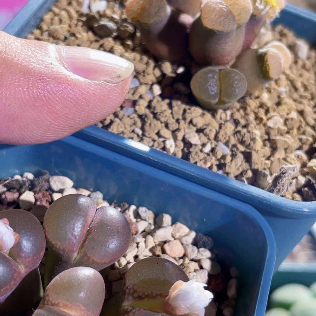 大***大红风铃植物一物一拍