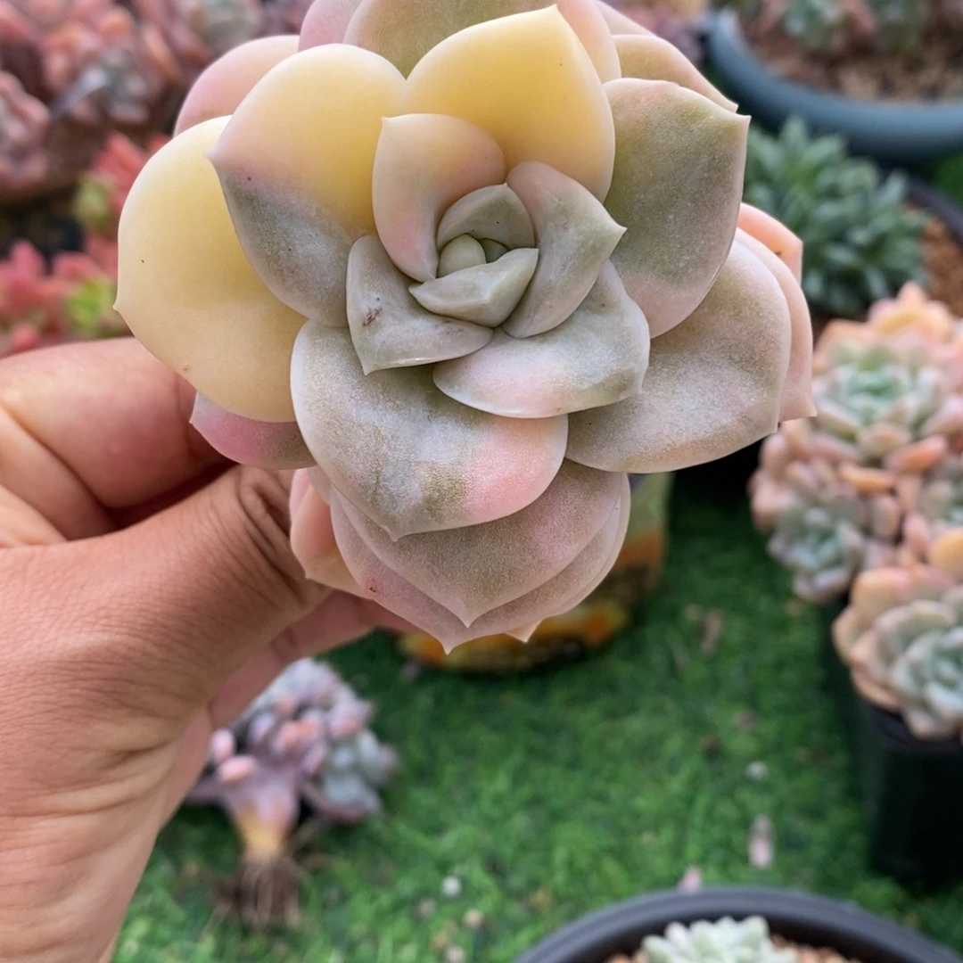可爱玫瑰锦单头非偏远38包邮
